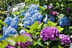 梅雨の晴れ間～1