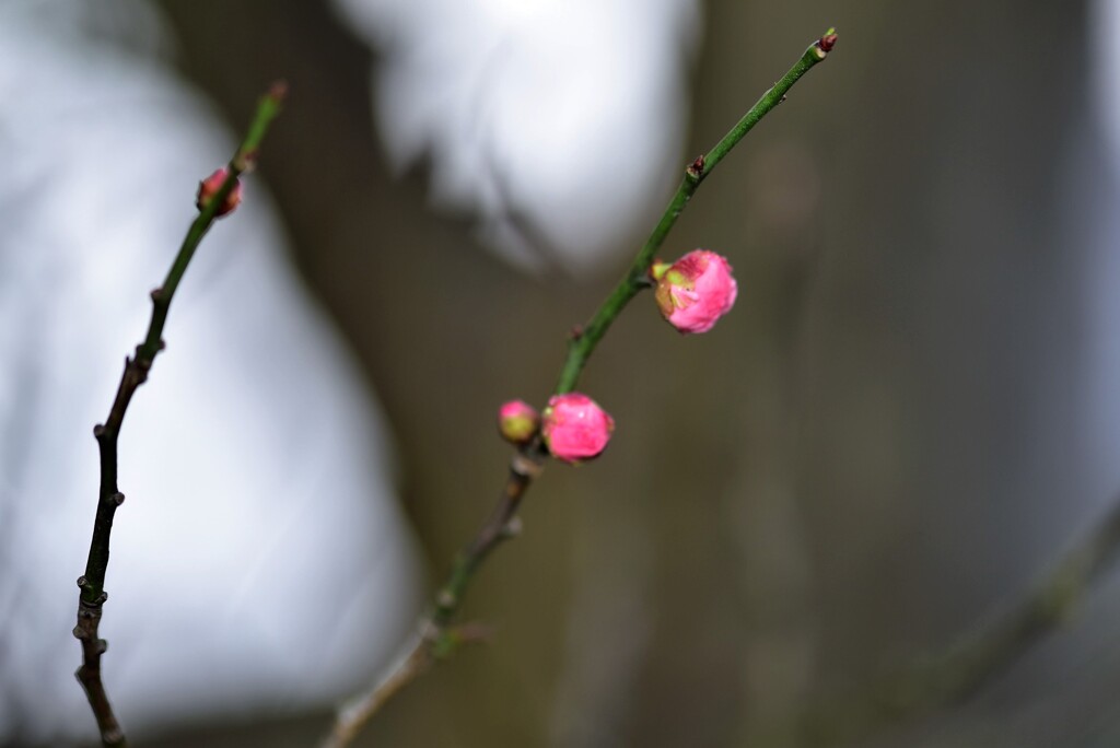 春の息吹