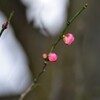 春の息吹