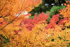 秋の残影　殿ヶ谷戸庭園1