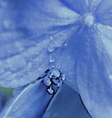 紫陽花の世界　小粒