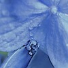 紫陽花の世界　小粒