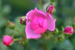 薔薇道11