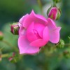 薔薇道11