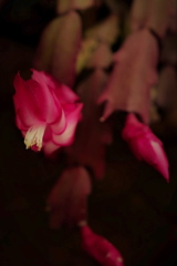 カニバサボテンの花No1