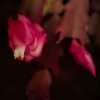 カニバサボテンの花No1