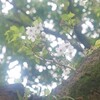 木漏れ日