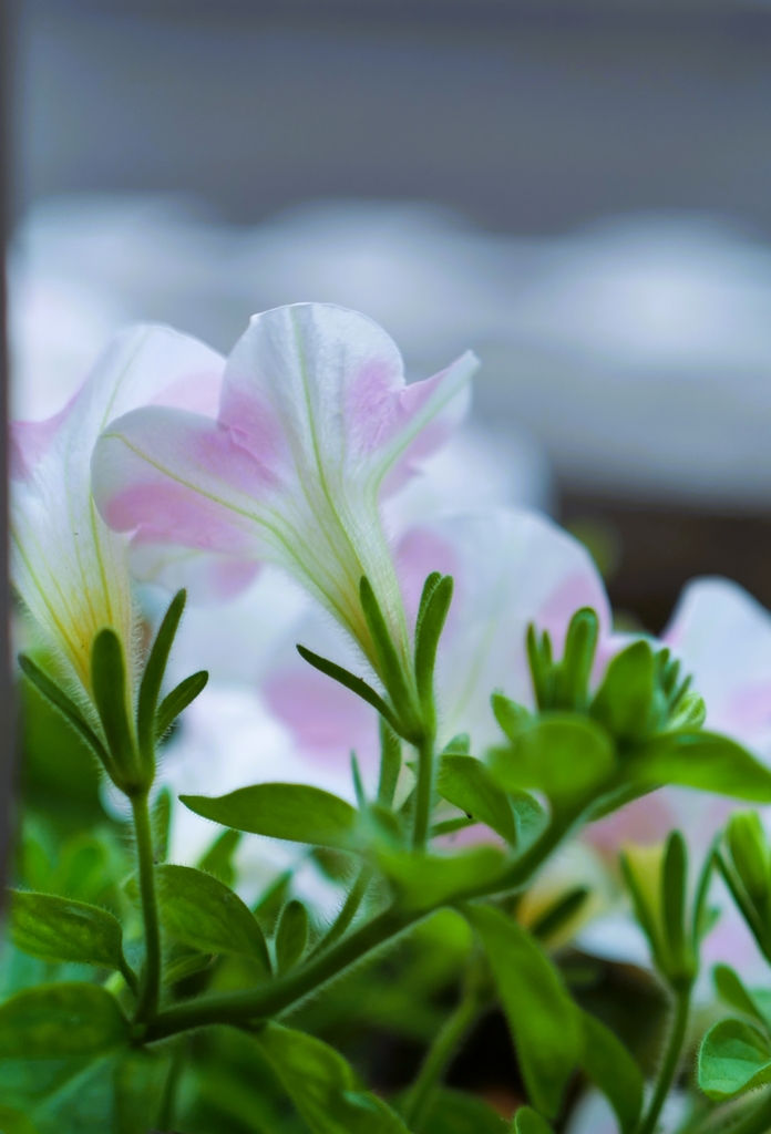 お出迎えの花