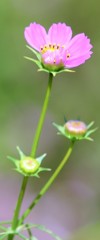 花弁は何枚?