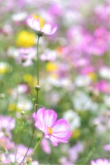 秋桜2