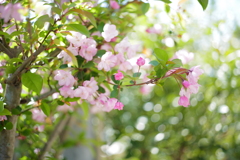 花海棠サクラ3