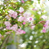花海棠サクラ3