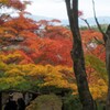 紅葉シーズン到来