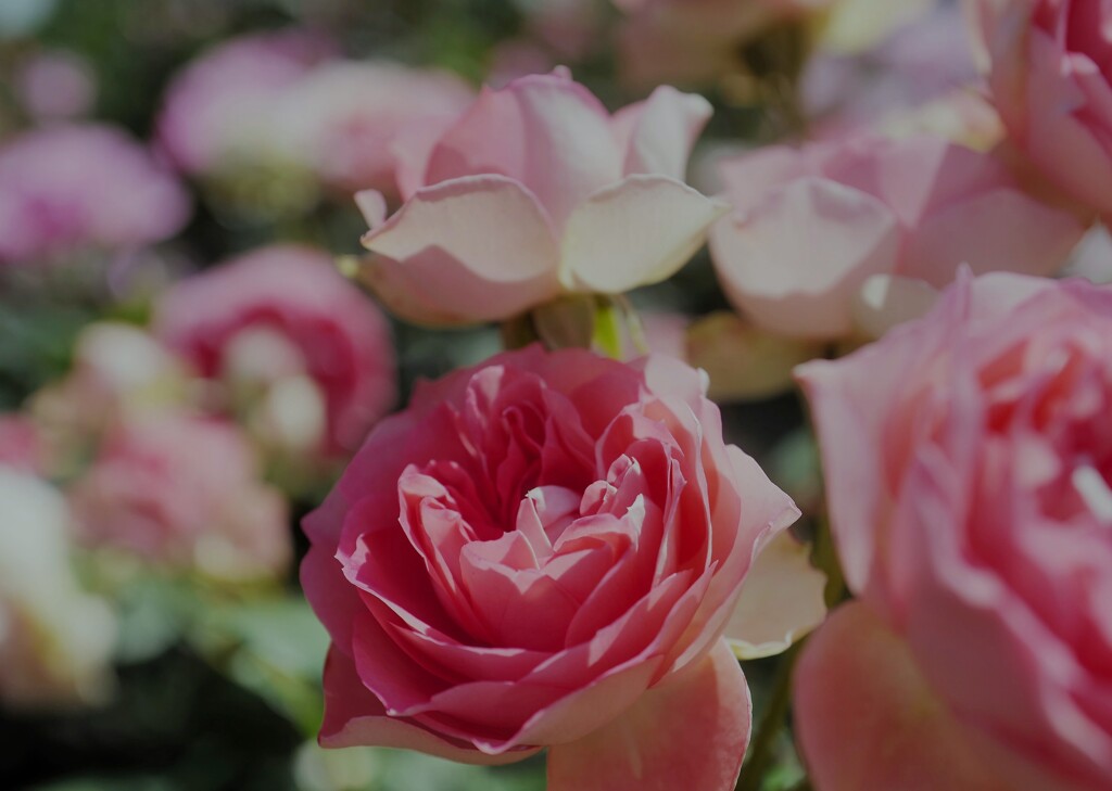 薔薇の季節