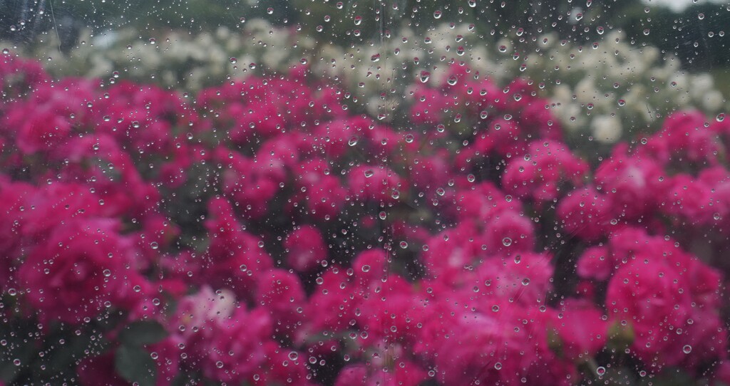 雨の中