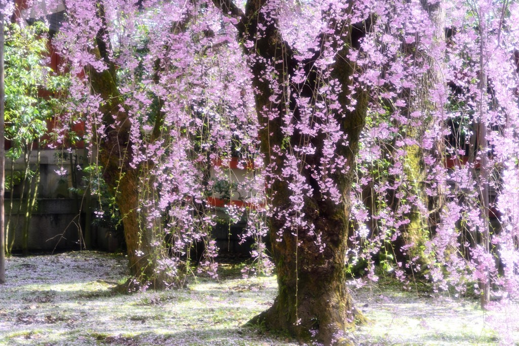 古都の残影　八重紅枝垂桜3