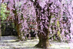古都の残影　八重紅枝垂桜3
