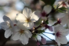 桜心
