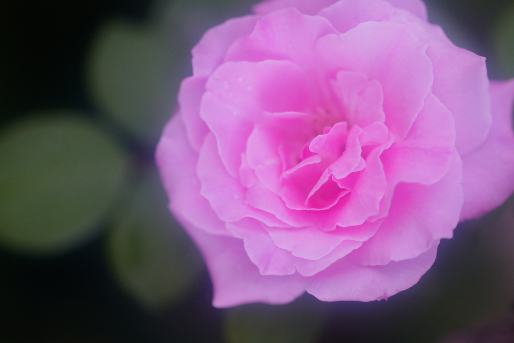庭先の薔薇