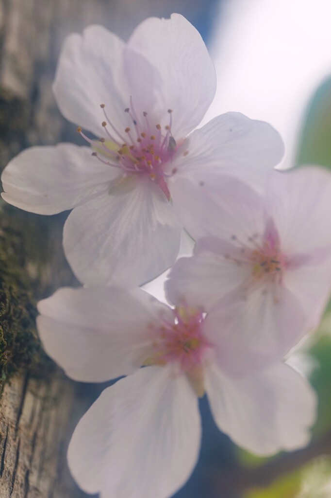 桜散る前に