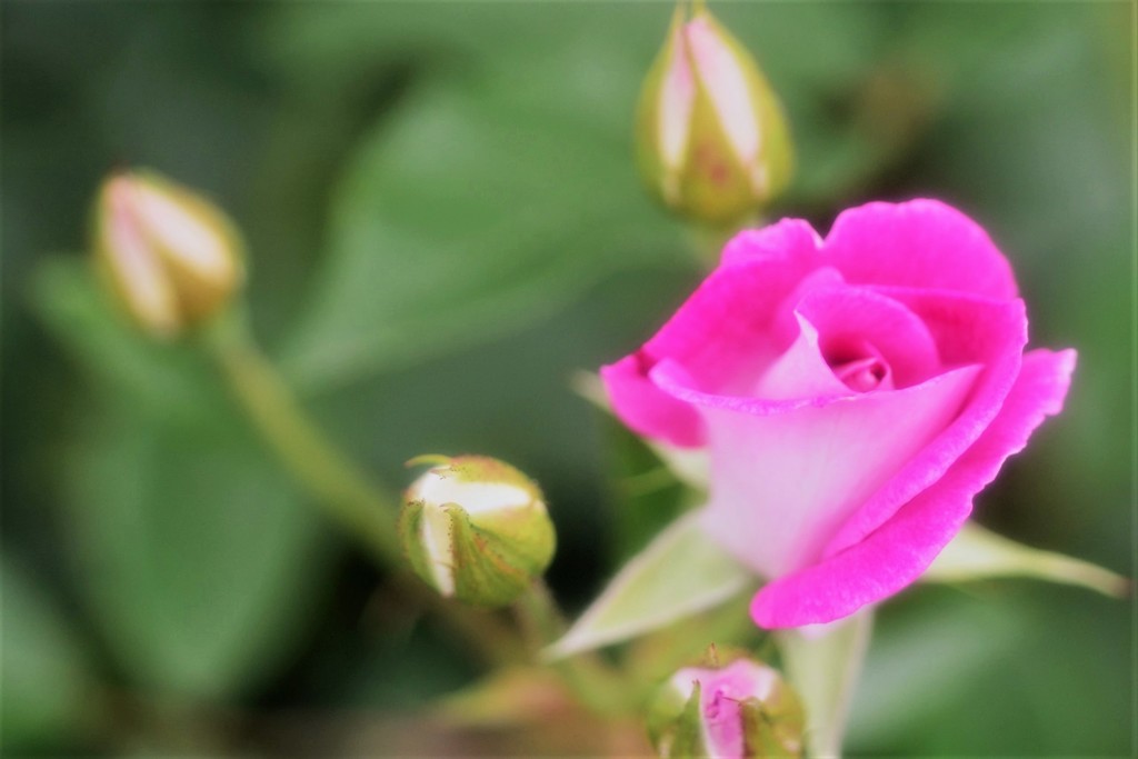 ピンクアイスバーグ2