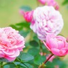 秋薔薇6