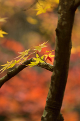 今年の光明禅寺～6