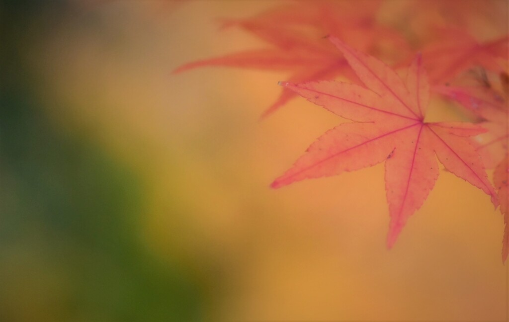 それぞれのモミジ~3
