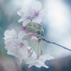 さくら