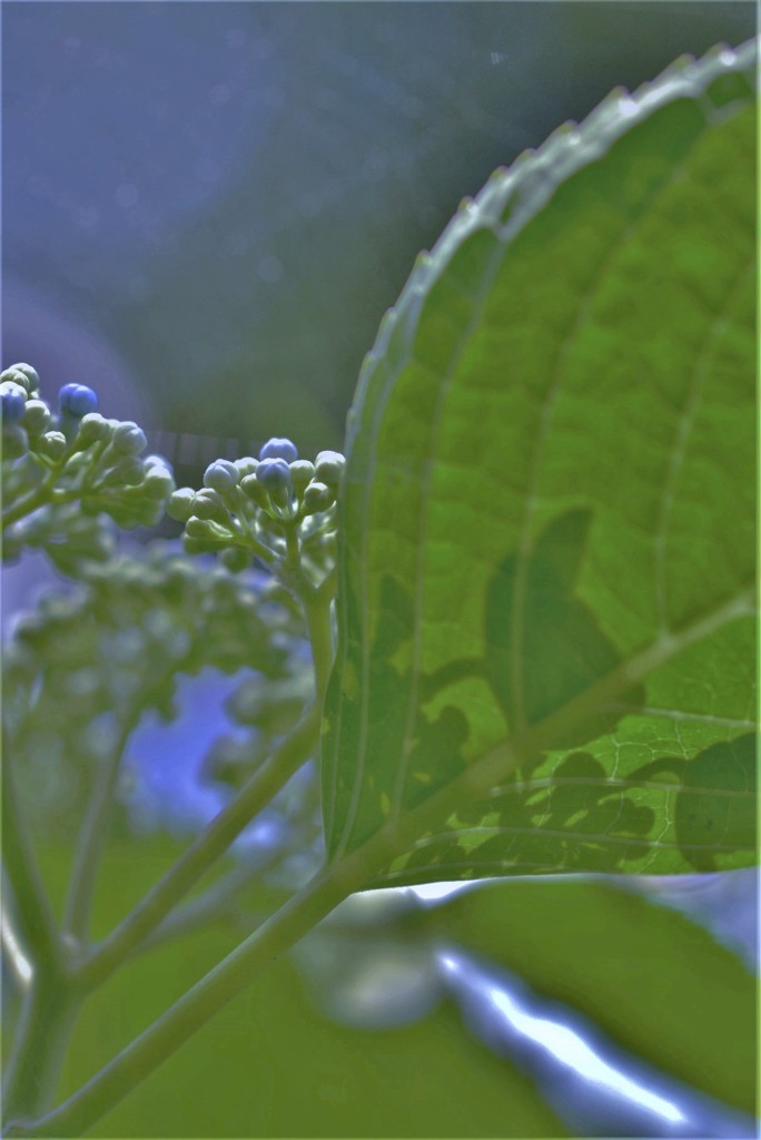 紫陽花11