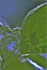 紫陽花11