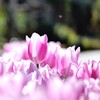 今年も会えたね