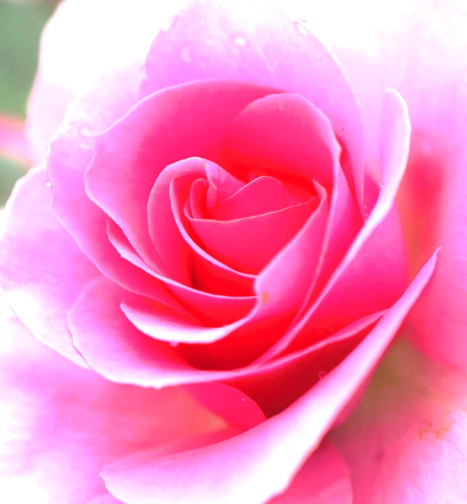 薔薇道4
