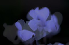 White Cyclamen～本物の私は