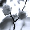 梅の花