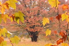 秋の残影　昭和記念公園～隣の紅葉