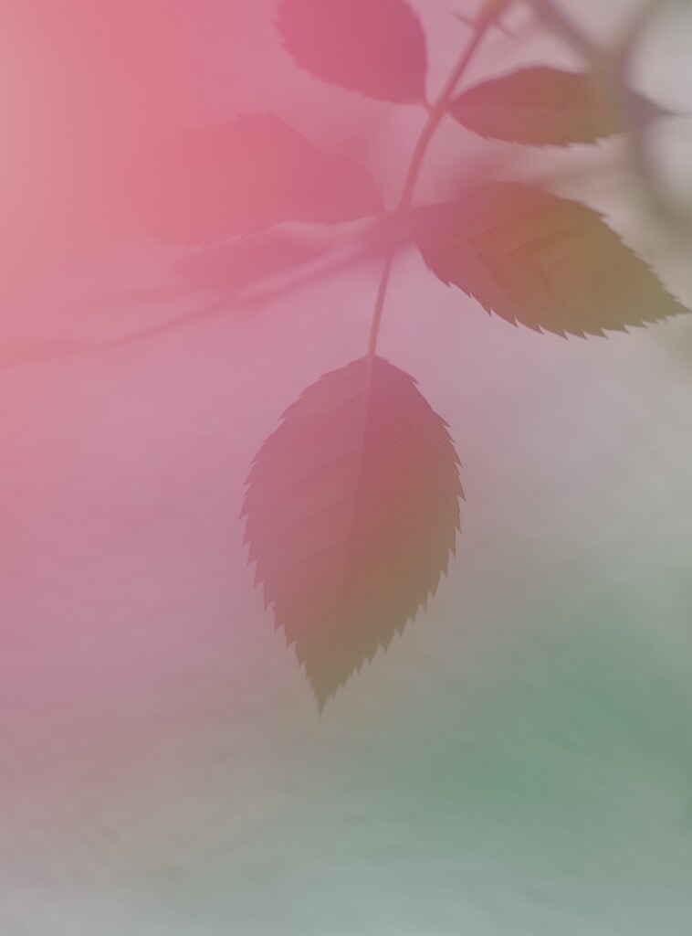 薔薇の葉