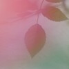 薔薇の葉