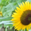 おっと風が、、