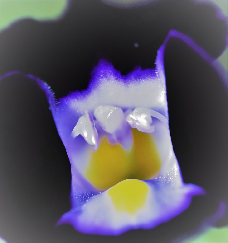 十花十色