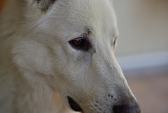 物憂げな眼差し