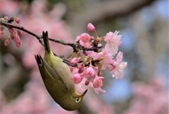 春の主役