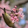 春の主役