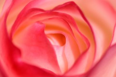 薔薇道5