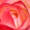 薔薇道5