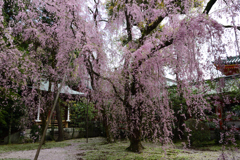 古都の残影　八重紅枝垂桜1