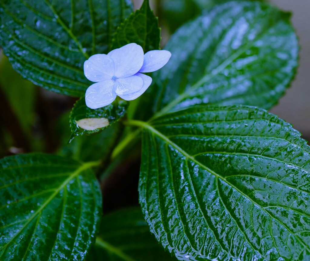 2025~雨・紫陽花