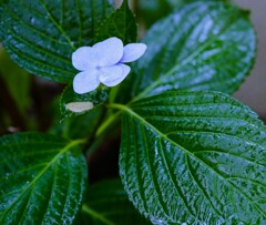 2025~雨・紫陽花