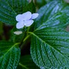 2025~雨・紫陽花
