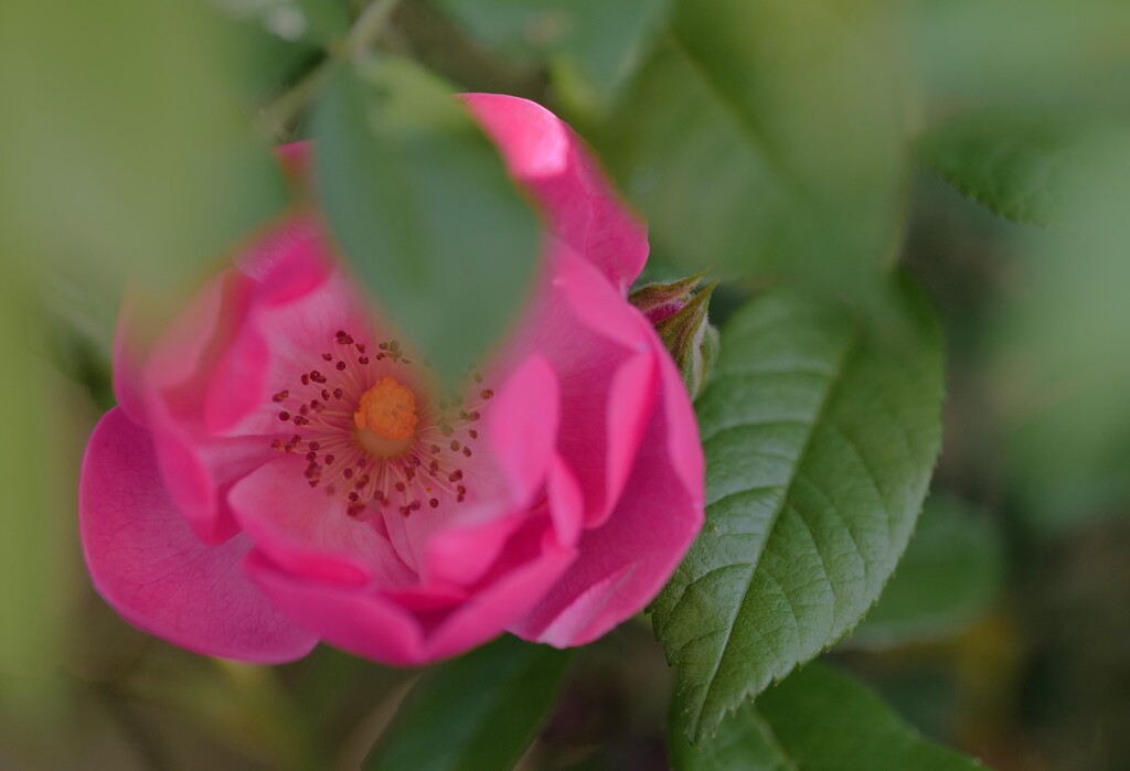 ピンクの薔薇